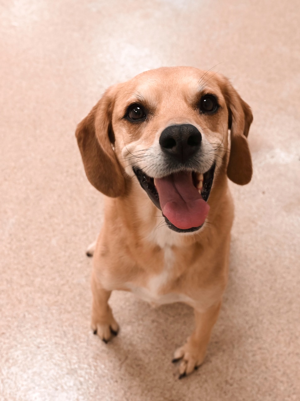 Small tan dog smiling.