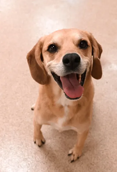 Small tan dog smiling. Small tan dog smiling.