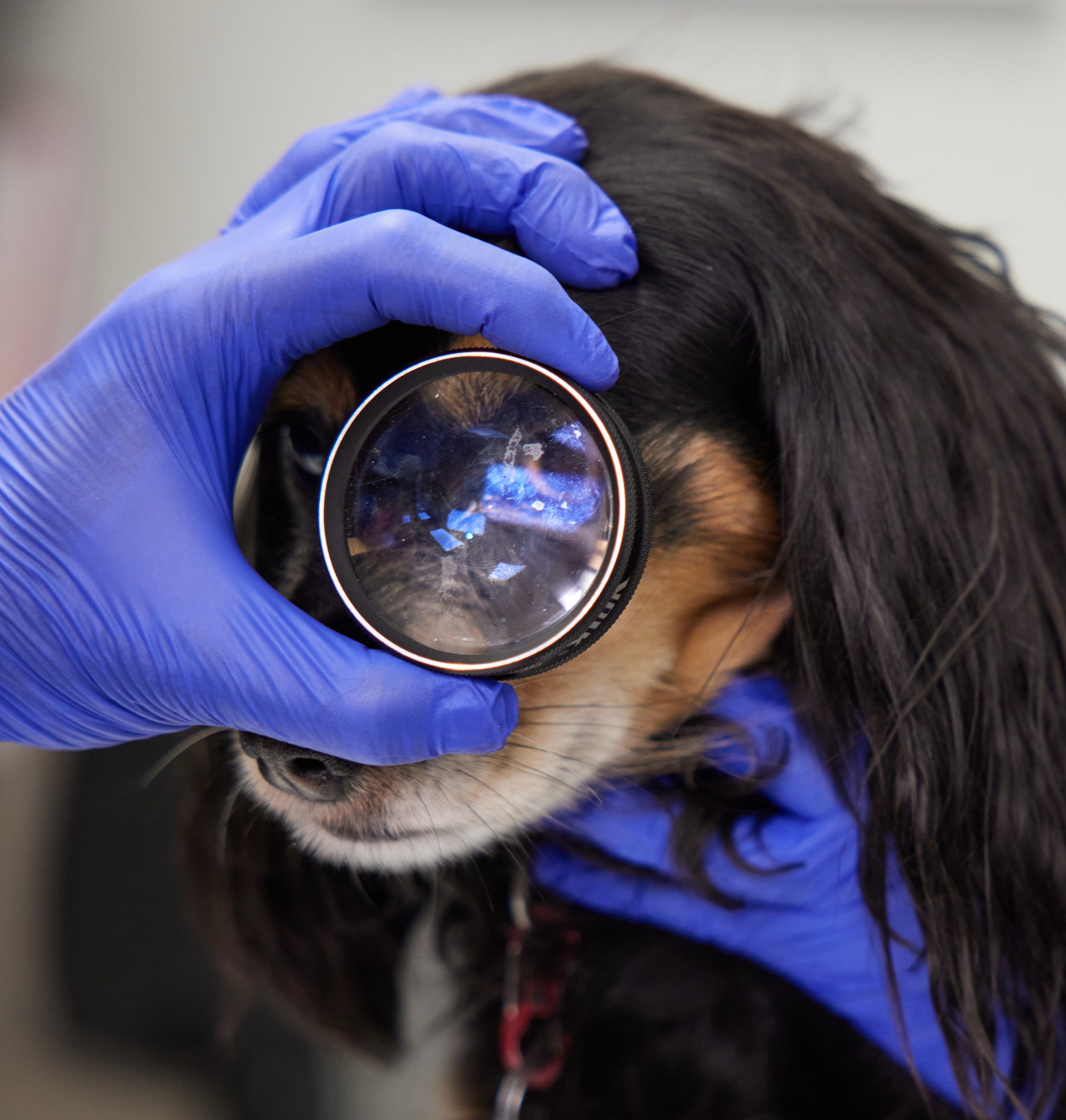 Black and brown dog getting an eye exam