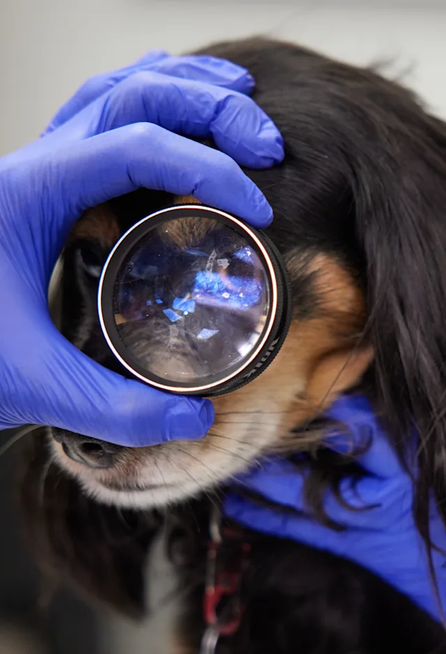 Black and brown dog getting an eye exam Black and brown dog getting an eye exam