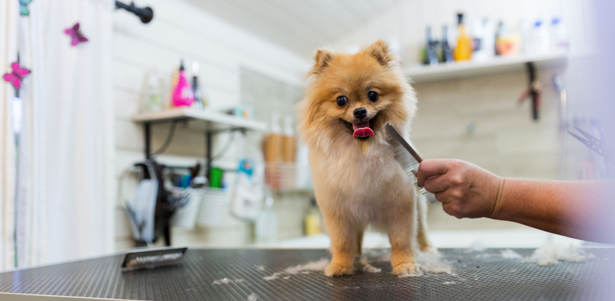 A dog sits happily on a grooming table while getting groomed at PetSuites. 