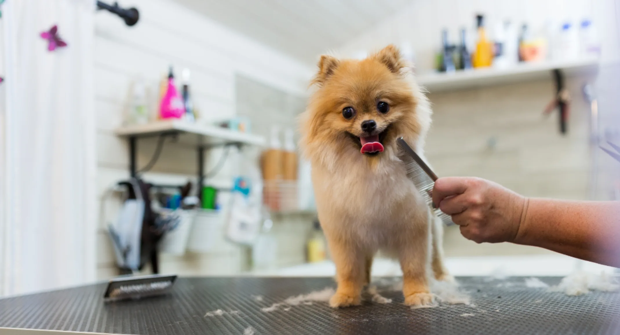 A dog sits happily on a grooming table while getting groomed at PetSuites. A dog sits happily on a grooming table while getting groomed at PetSuites.