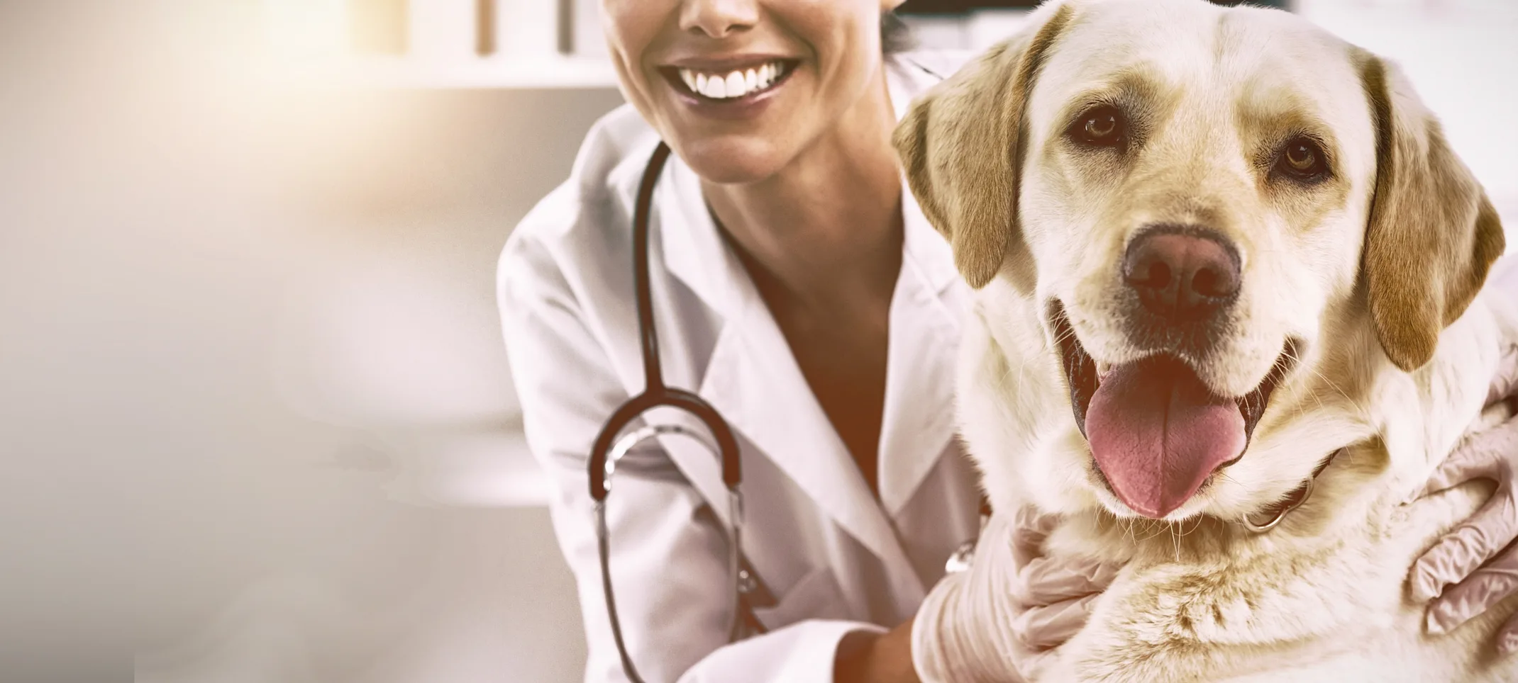 Dog being hugged by a veterinarian Dog being hugged by a veterinarian