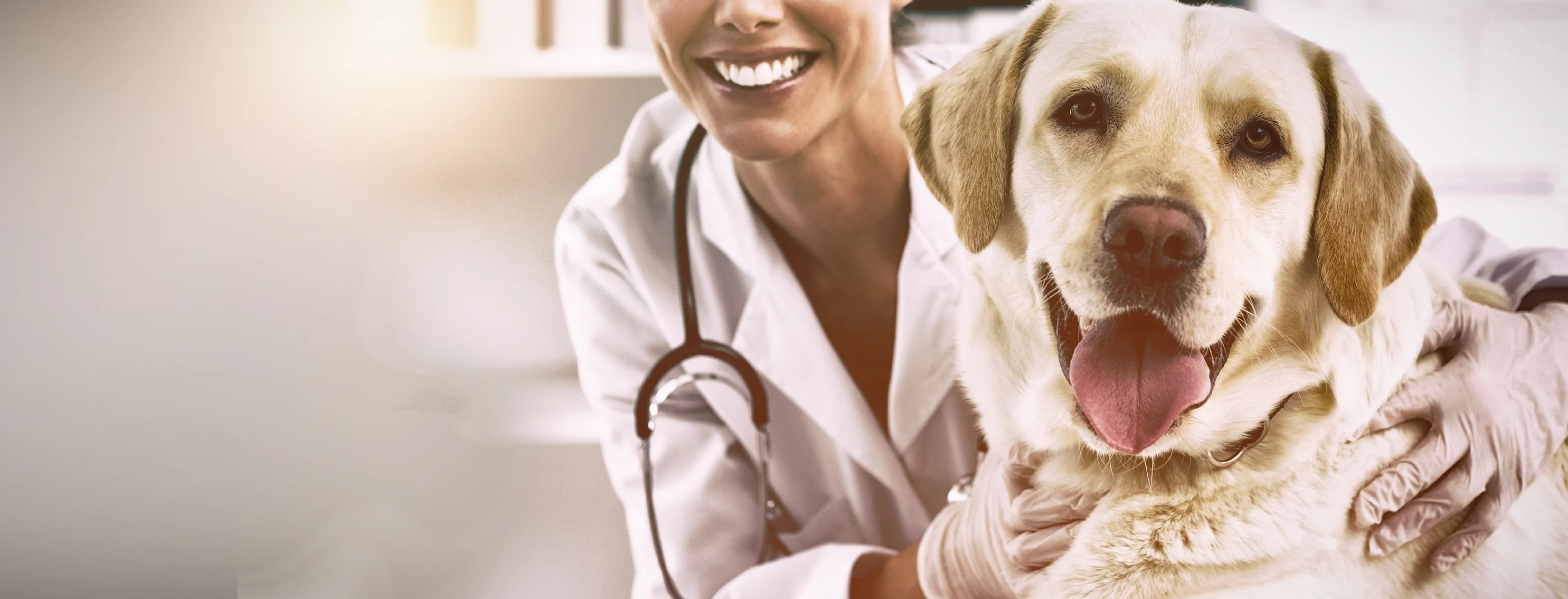 Dog being hugged by a veterinarian Dog being hugged by a veterinarian