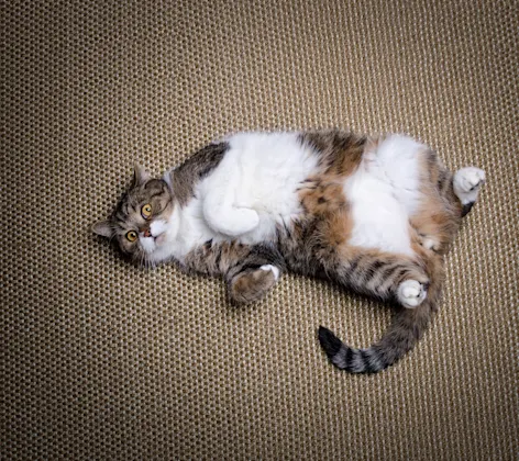 Fat cat laying on the ground Fat cat laying on the ground