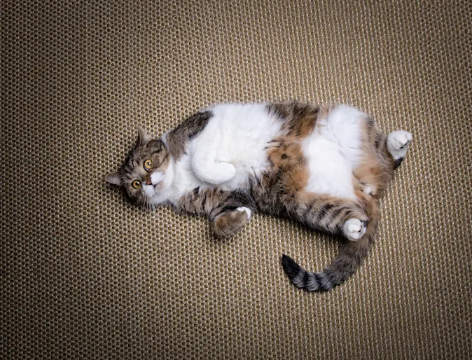 Fat cat laying on the ground Fat cat laying on the ground