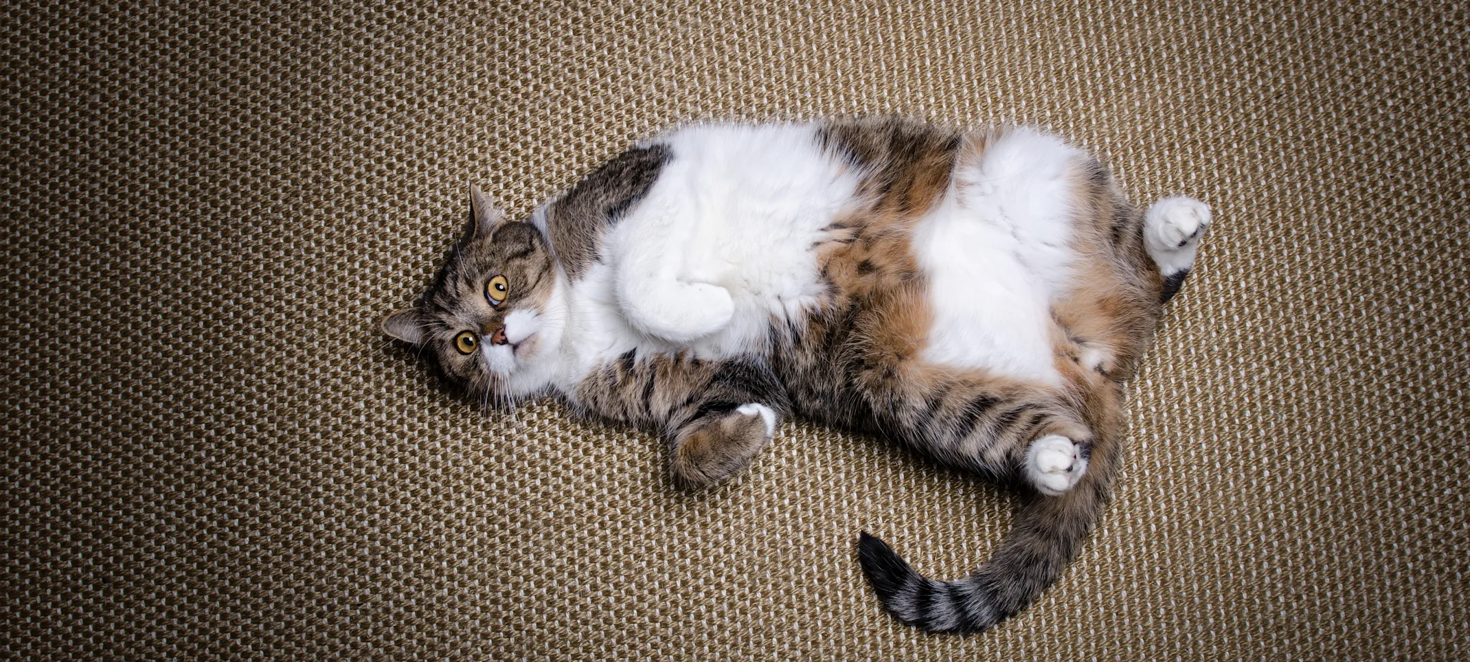 Fat cat laying on the ground Fat cat laying on the ground