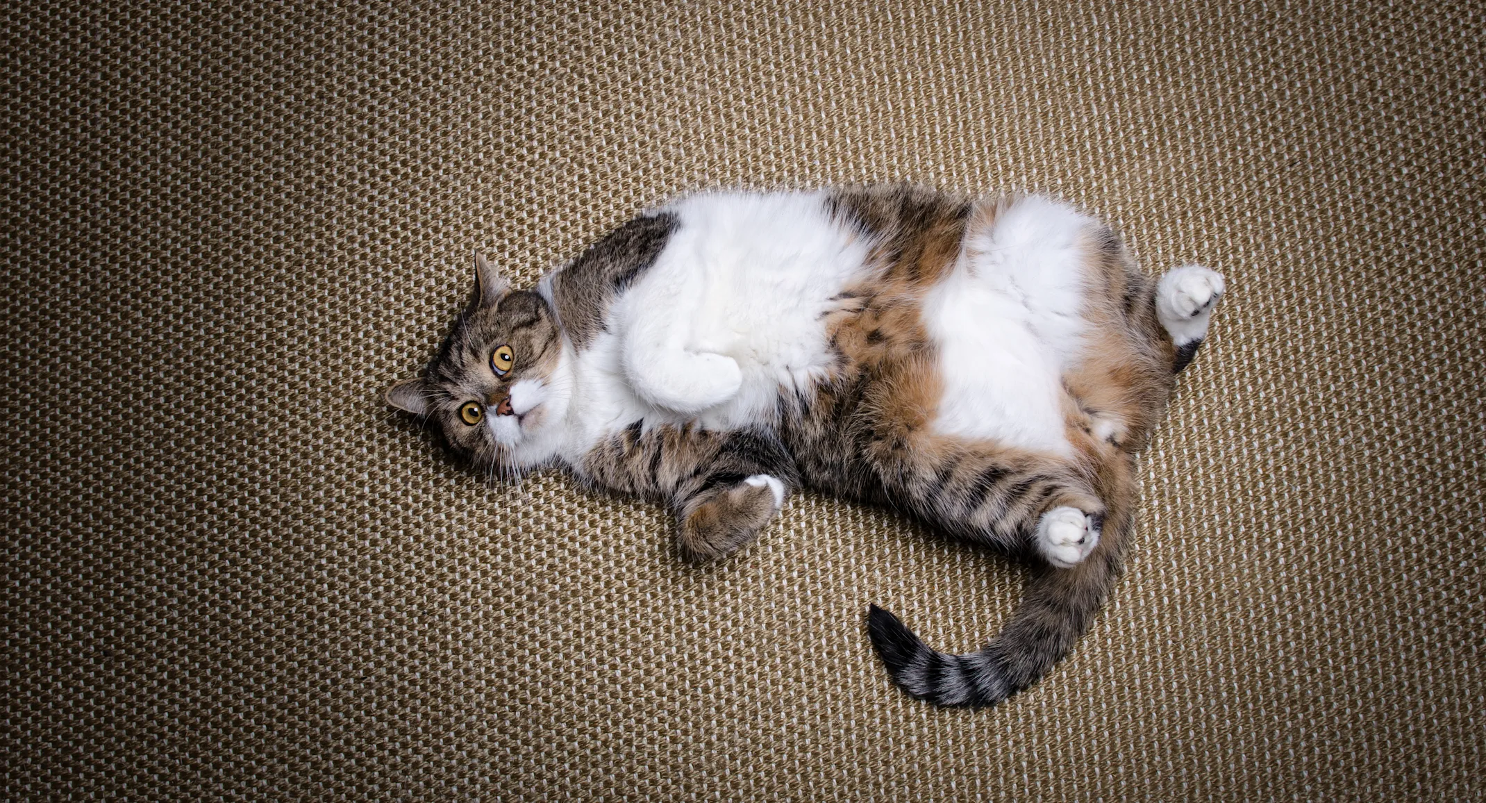 Fat cat laying on the ground