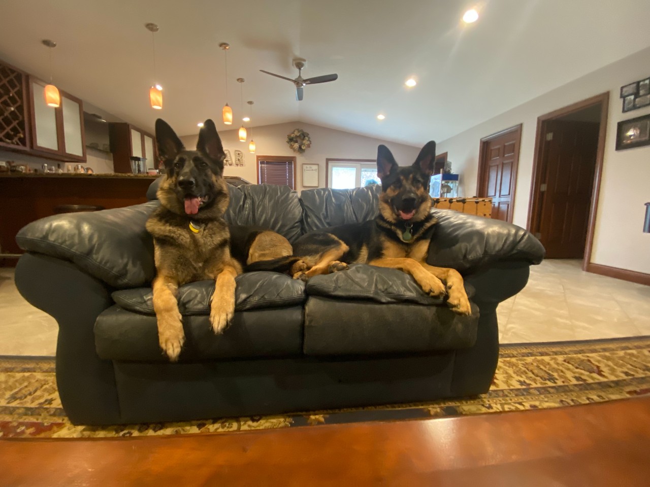 Two German Shepherds on couch
