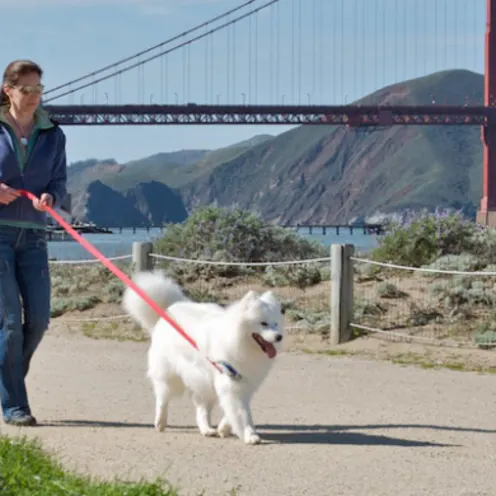 Owner walking her dog by The Golden Gate Bridge Owner walking her dog by The Golden Gate Bridge