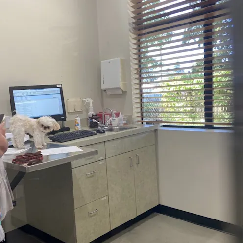 Little white dog on the exam room's desk. Little white dog on the exam room's desk.