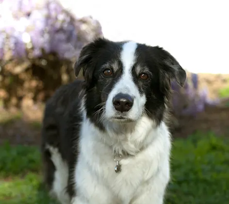 Black and white dog Black and white dog