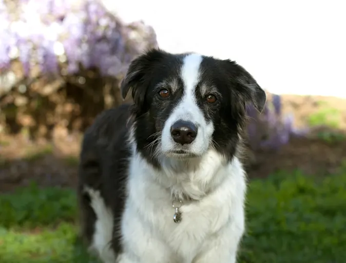 Black and white dog 