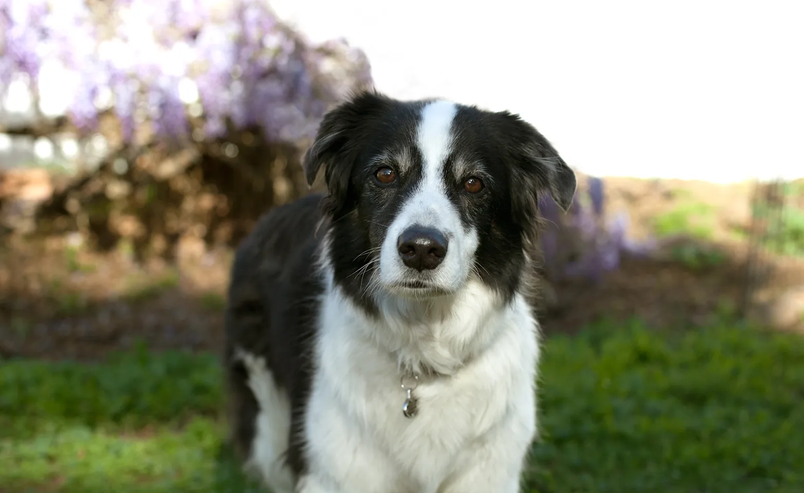 Black and white dog Black and white dog