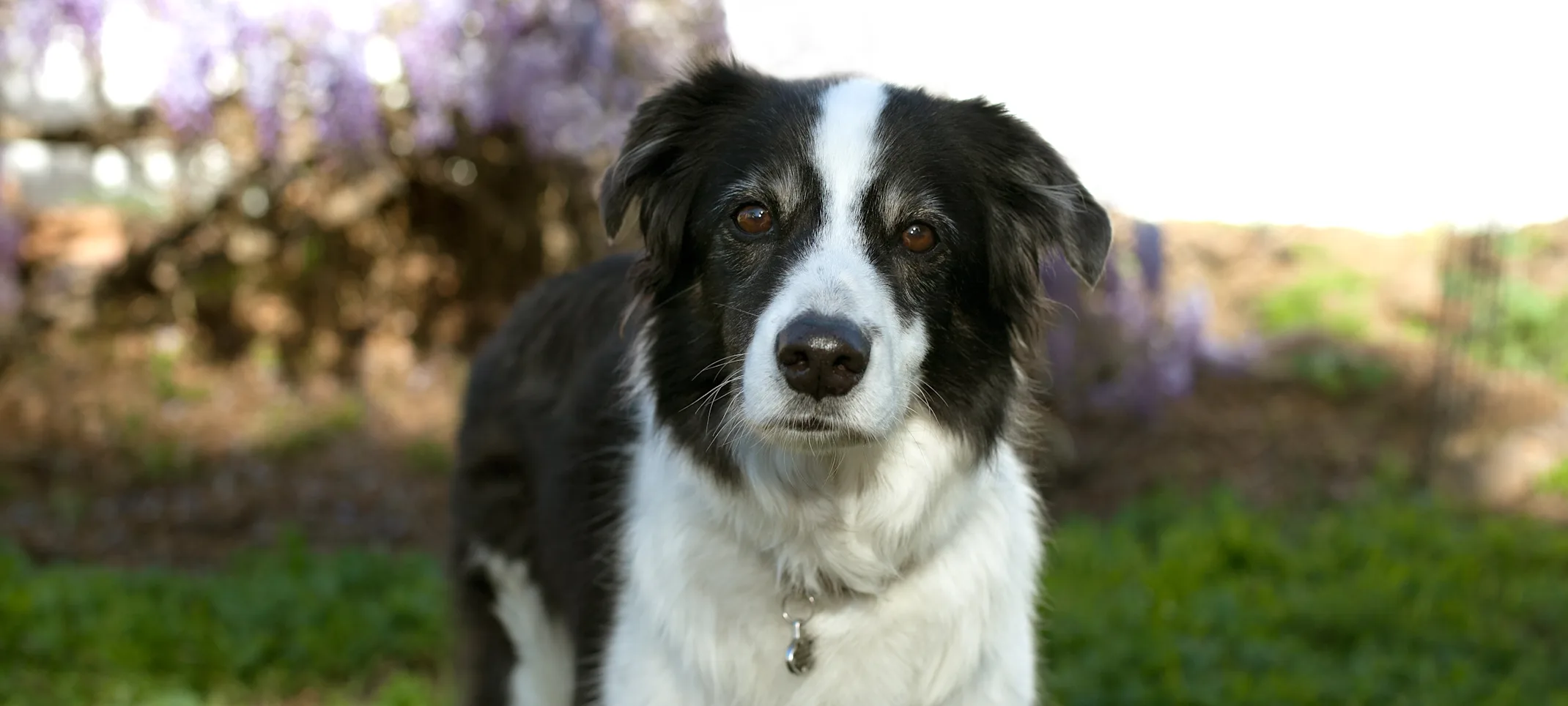 Black and white dog Black and white dog