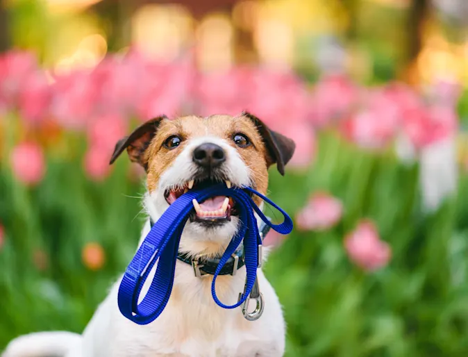 Dog holding leash Dog holding leash