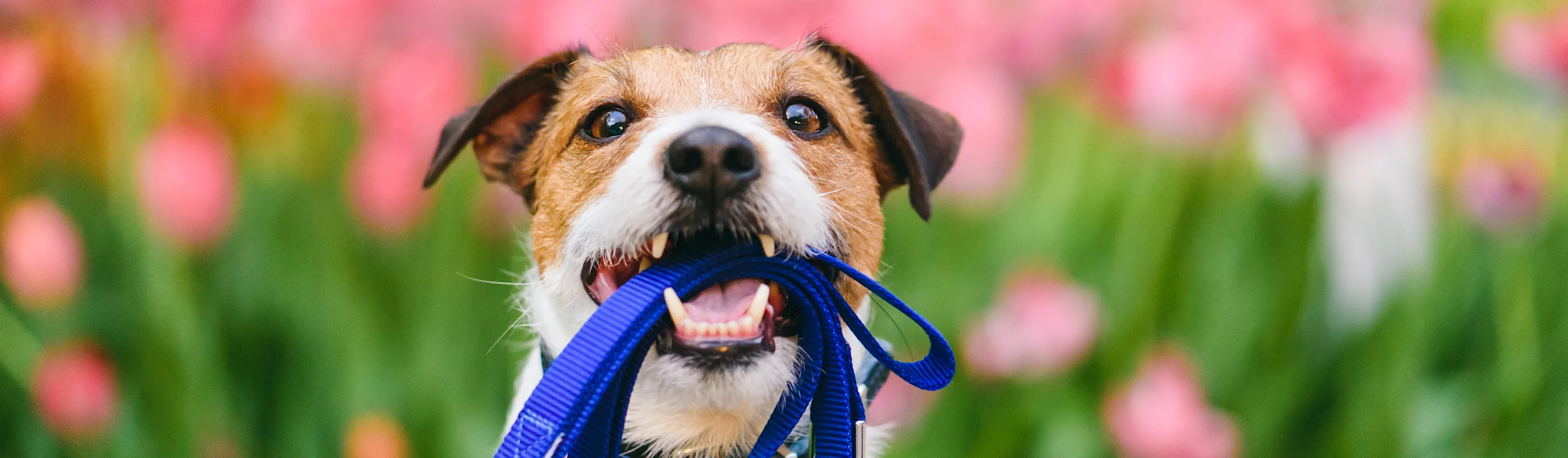 Dog holding leash