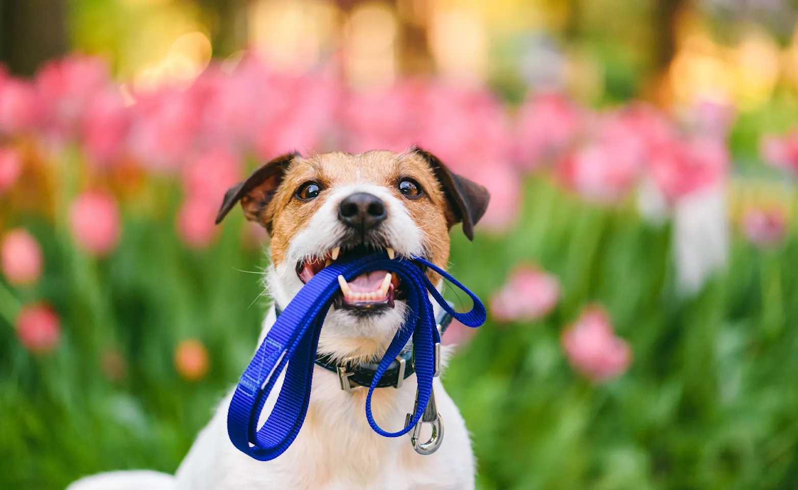 Dog holding leash