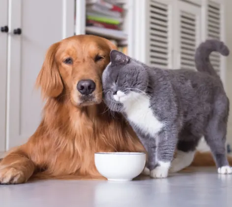 A Gray Cat Leaning Against a Brown Dog next to a Food Bowl