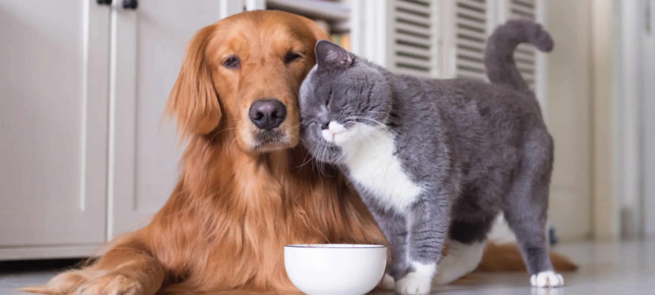 A Gray Cat Leaning Against a Brown Dog next to a Food Bowl