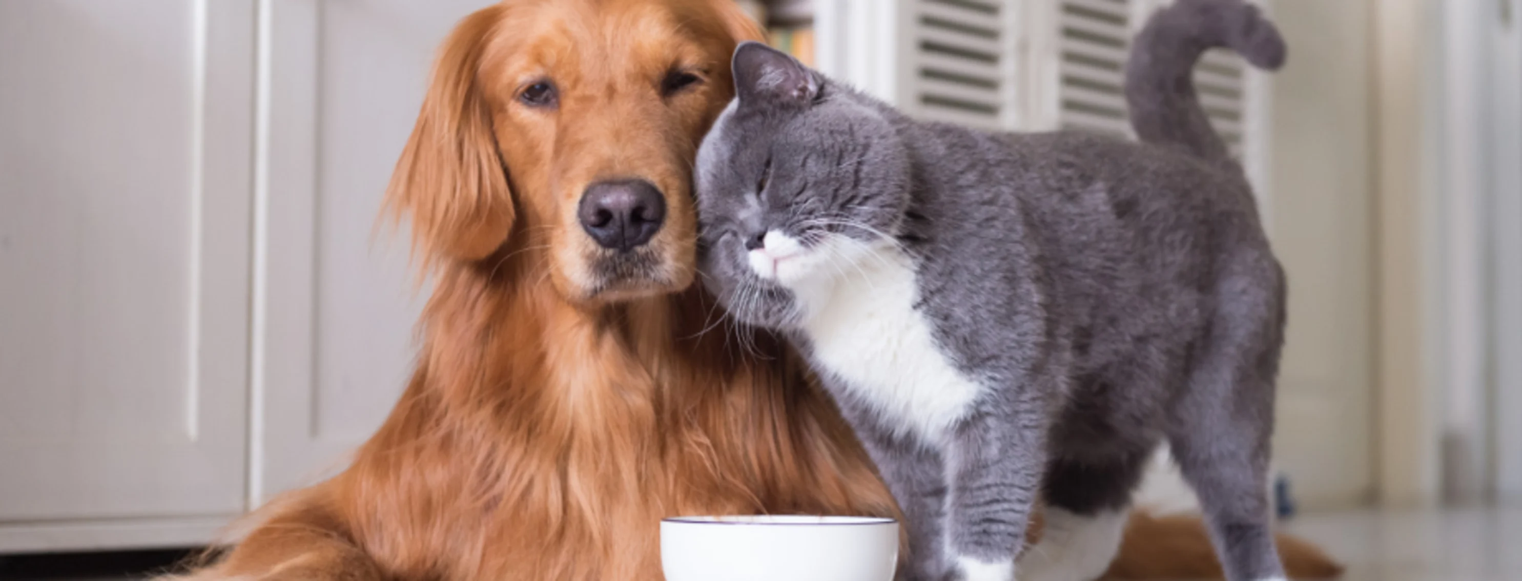 A Gray Cat Leaning Against a Brown Dog next to a Food Bowl