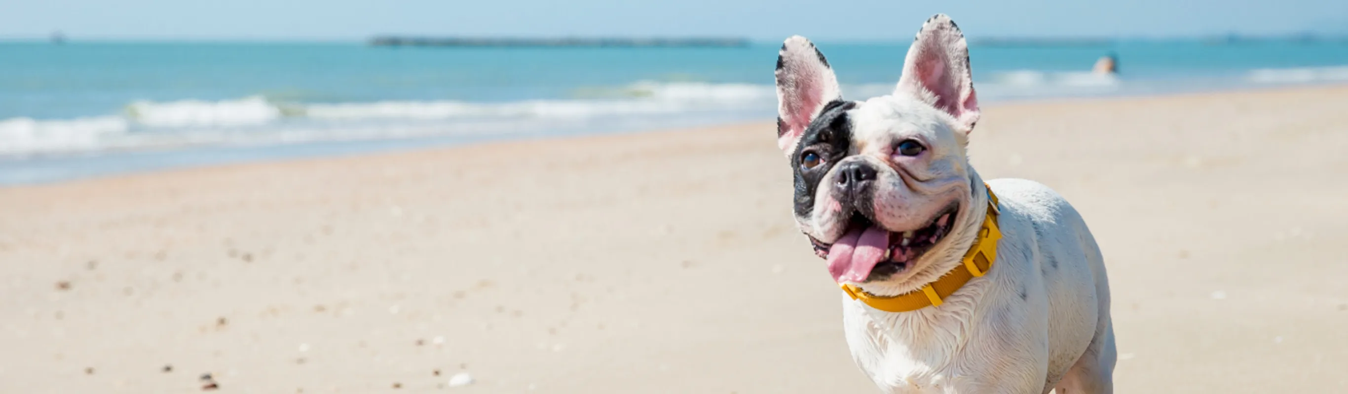 French bulldog standing on a flat, sandy beach with the ocean behind it