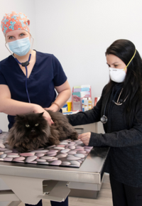 Doctor and staff examining cat