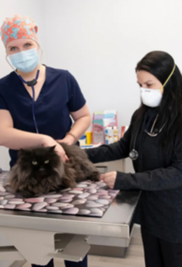 Doctor and staff examining cat Doctor and staff examining cat