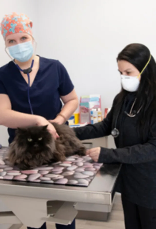 Doctor and staff examining cat