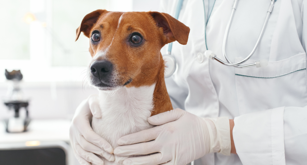 Close Up of a Brown Dog in Veterinarian's Hands