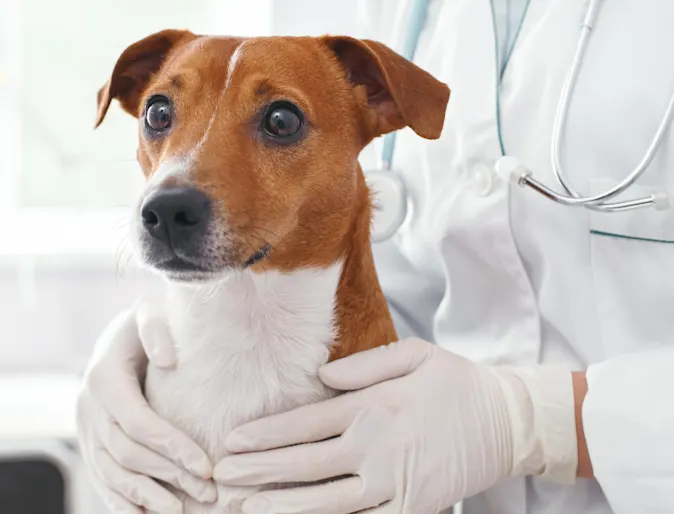 Close Up of a Brown Dog in Veterinarian's Hands Close Up of a Brown Dog in Veterinarian's Hands