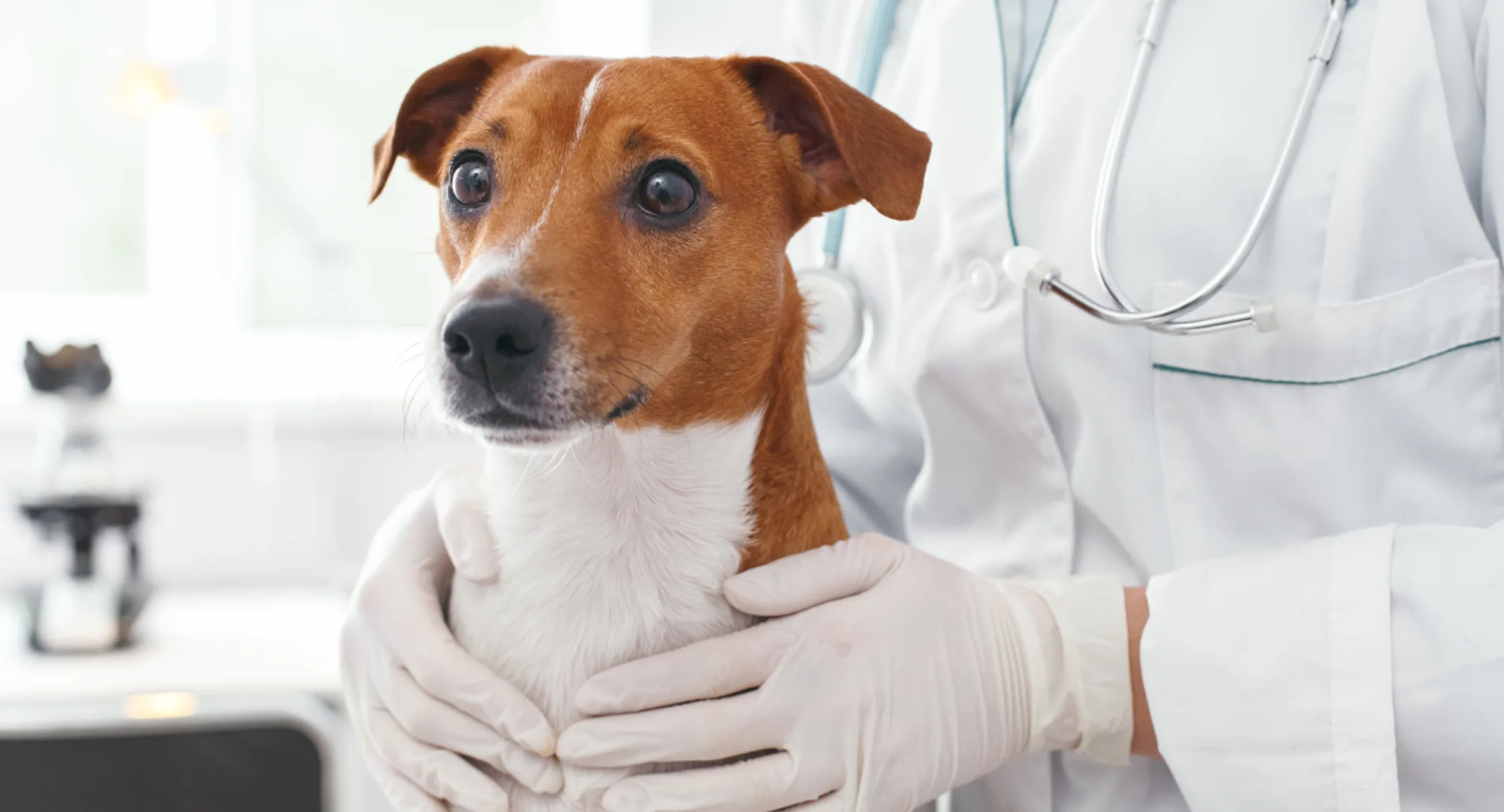 Close Up of a Brown Dog in Veterinarian's Hands Close Up of a Brown Dog in Veterinarian's Hands