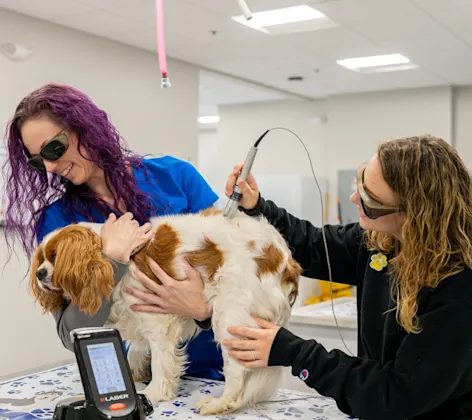 Laser Therapy Laser Therapy