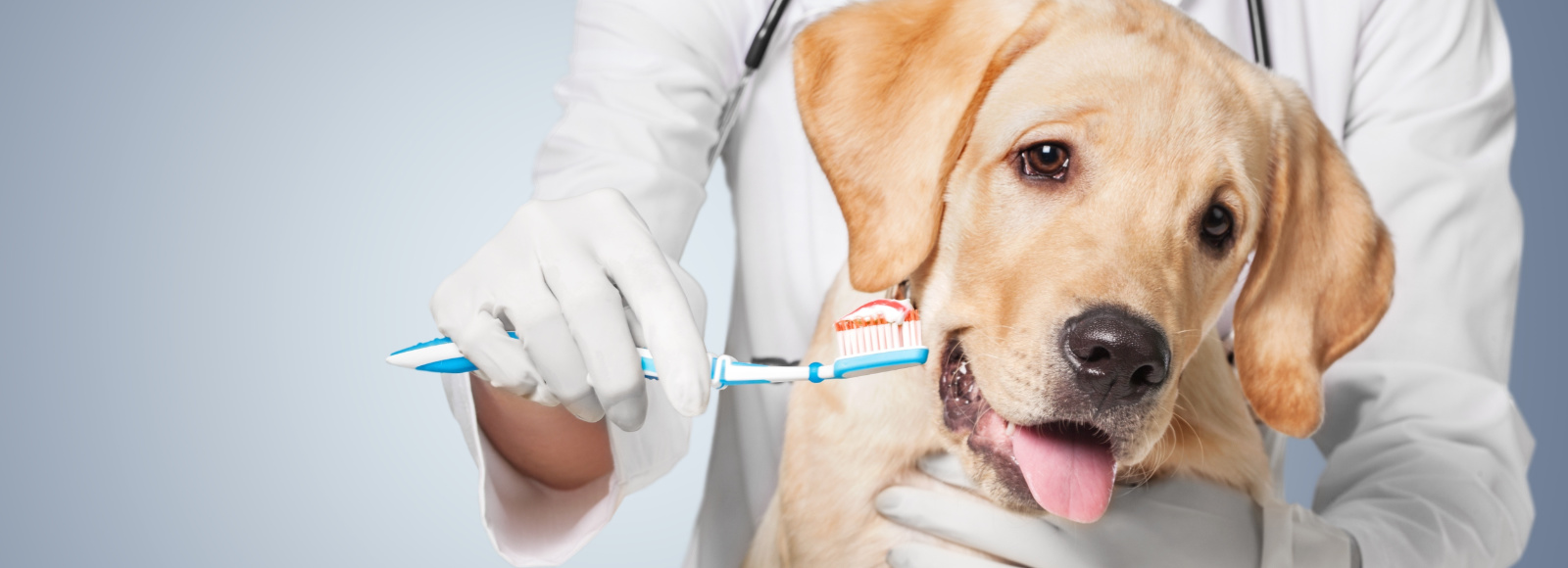 Dog smiling with staff holding a toothbrush