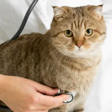 Cat on table with doctor