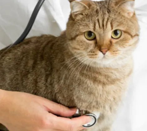 Cat on table with doctor