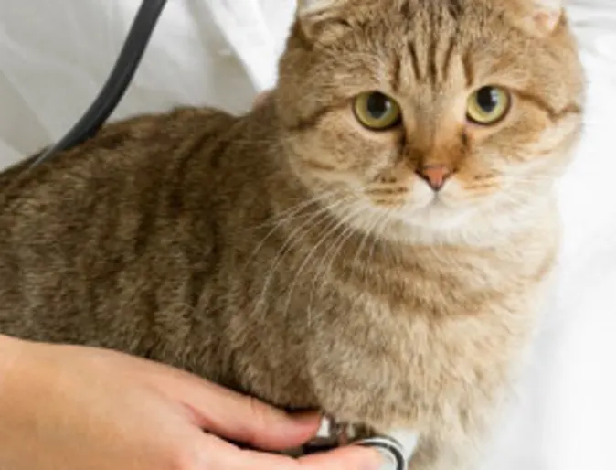 Cat on table with doctor