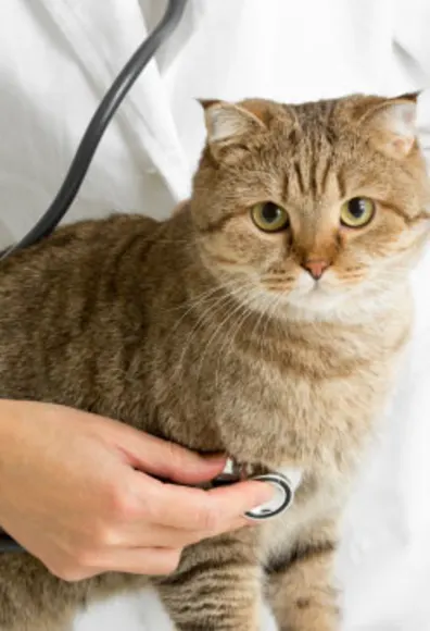 Cat on table with doctor