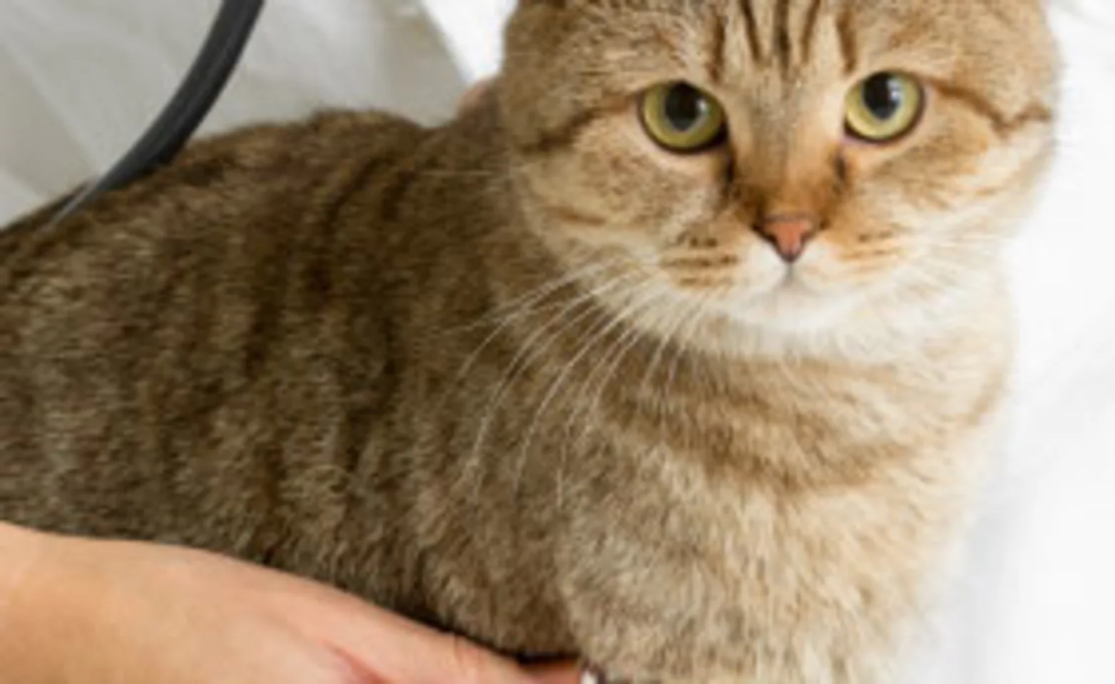 Cat on table with doctor Cat on table with doctor