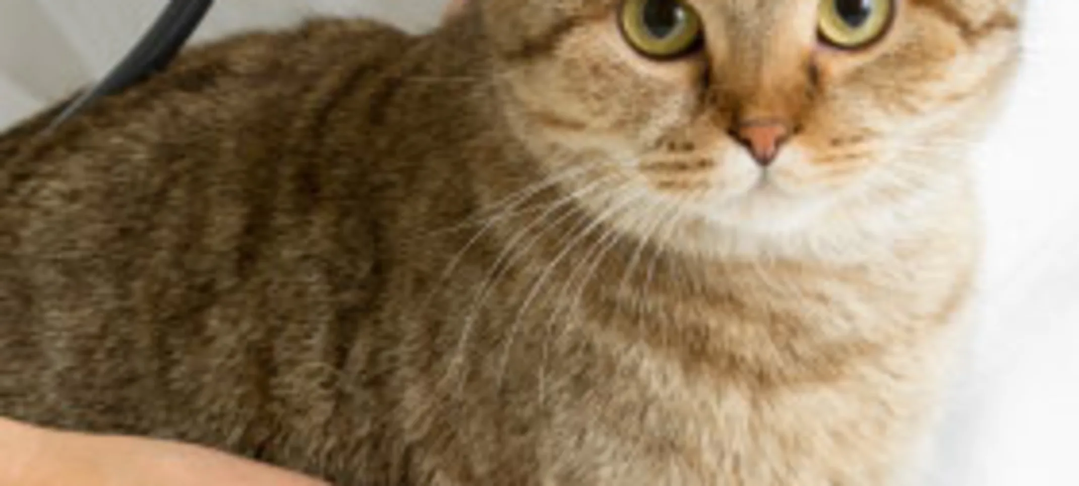 Cat on table with doctor Cat on table with doctor