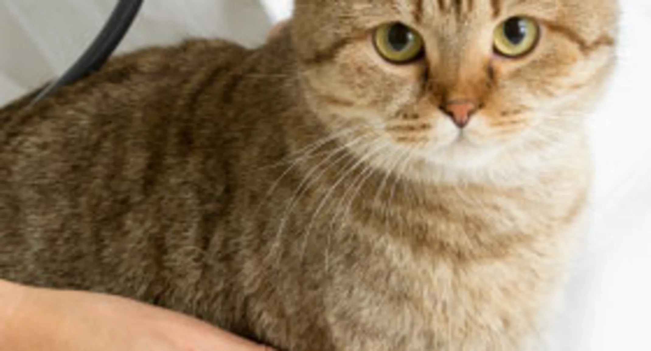 Cat on table with doctor Cat on table with doctor