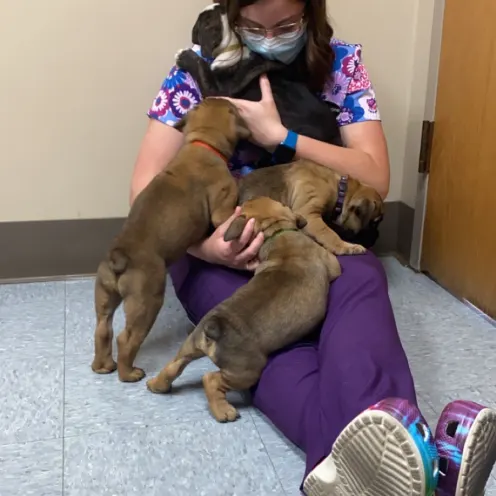 Staff member is sitting on the floor while four brown and black puppies are crawling and kissing on her.