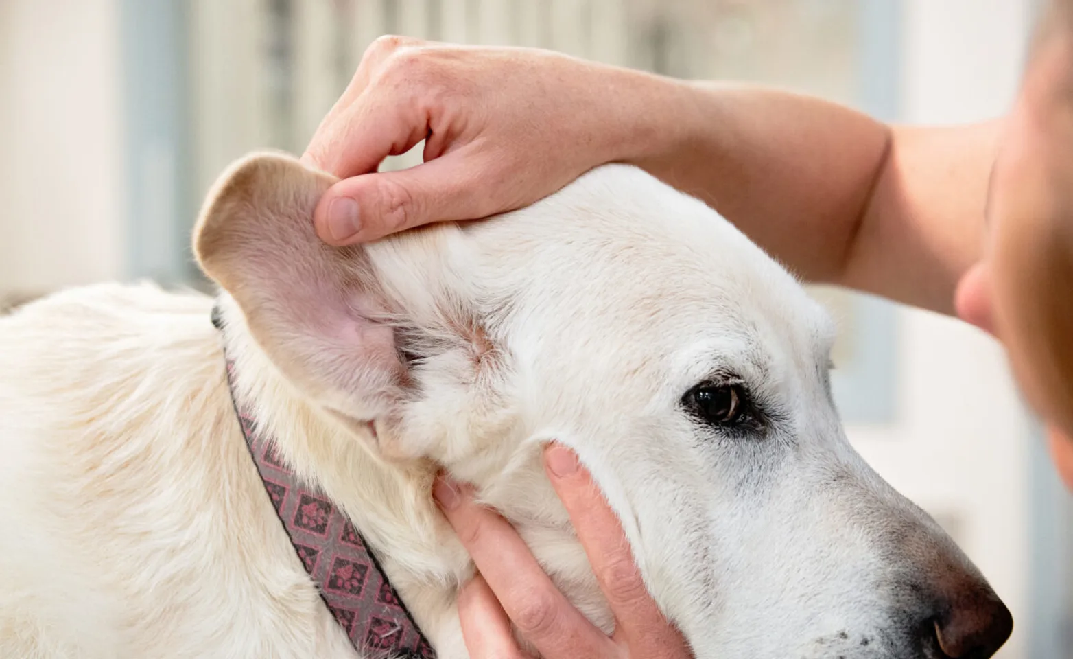 Vet examining dog's ears Vet examining dog's ears