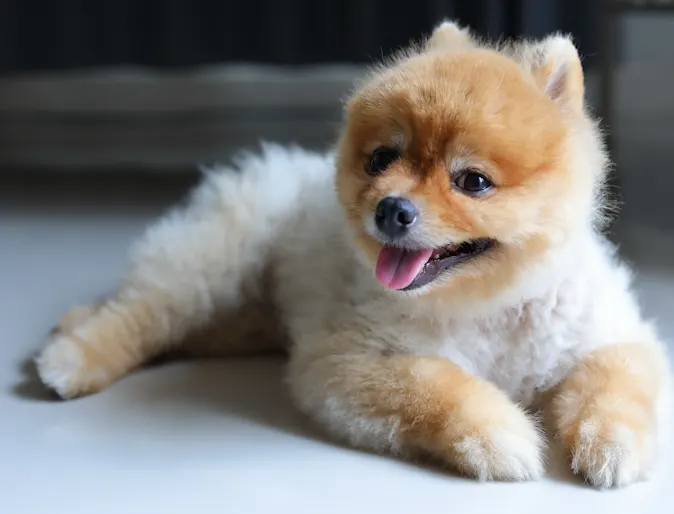 Dog laying on the floor