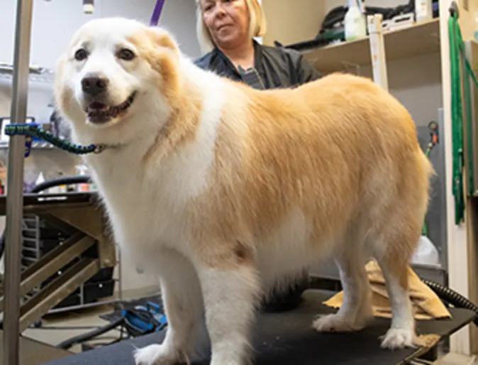 Fluffy Dog being groomed Fluffy Dog being groomed