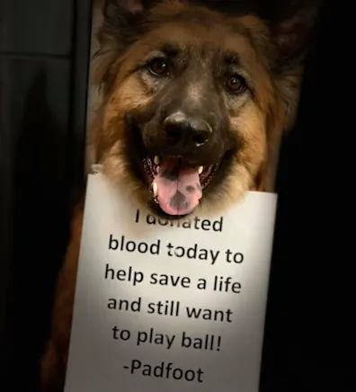 Padfoot the German Shepherd. Padfoot the German Shepherd.