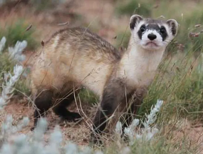Black-footed ferret, Black-footed ferret,