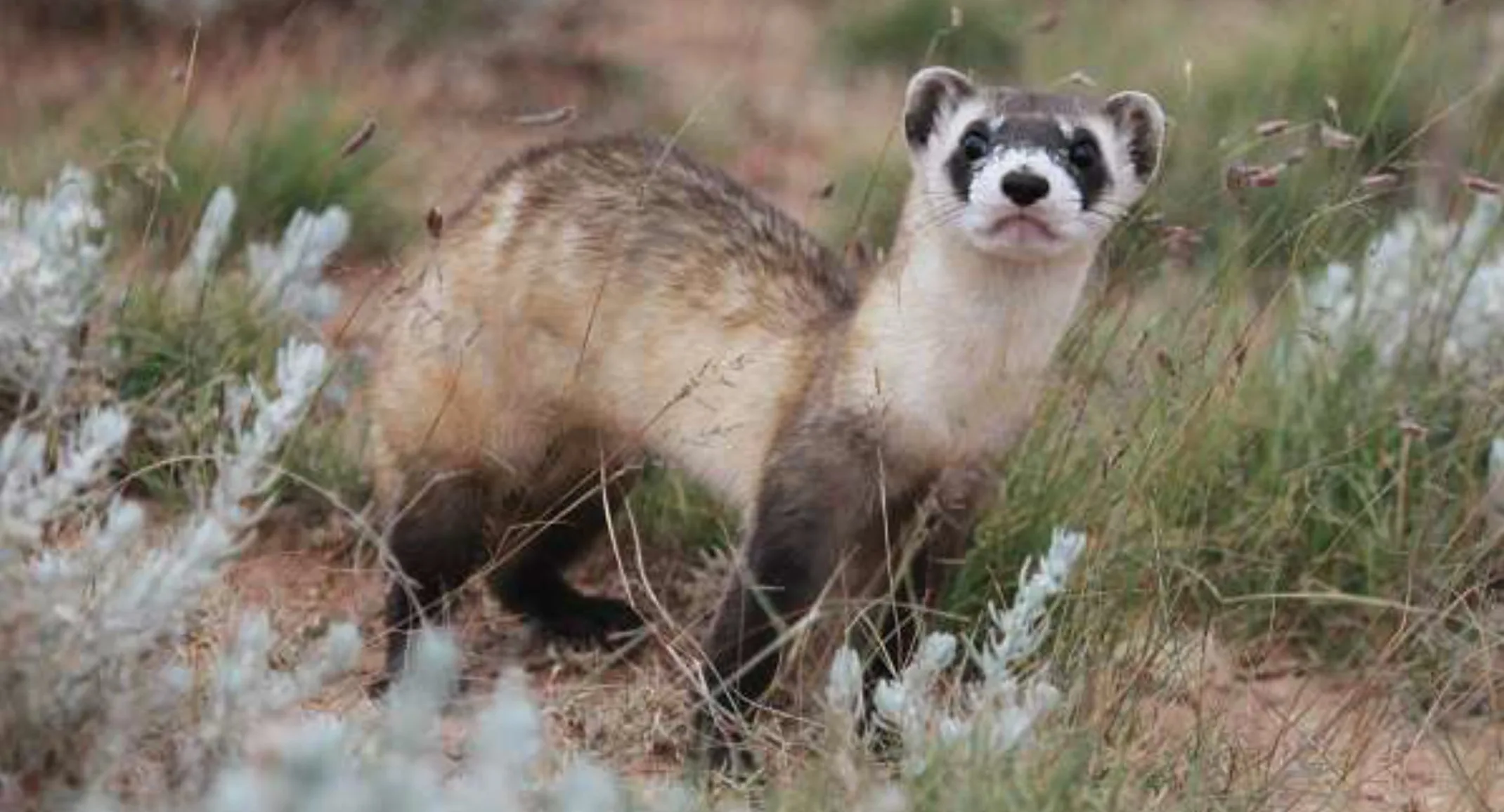 Black-footed ferret, Black-footed ferret,
