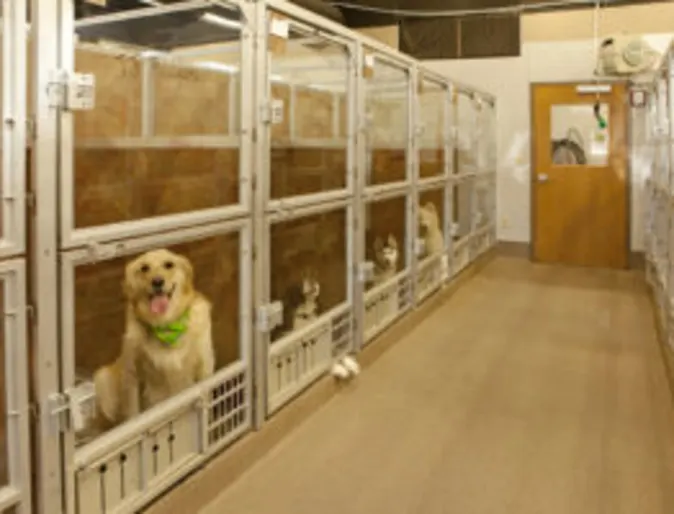 Dog Boarding at Skiatook Dog Boarding at Skiatook