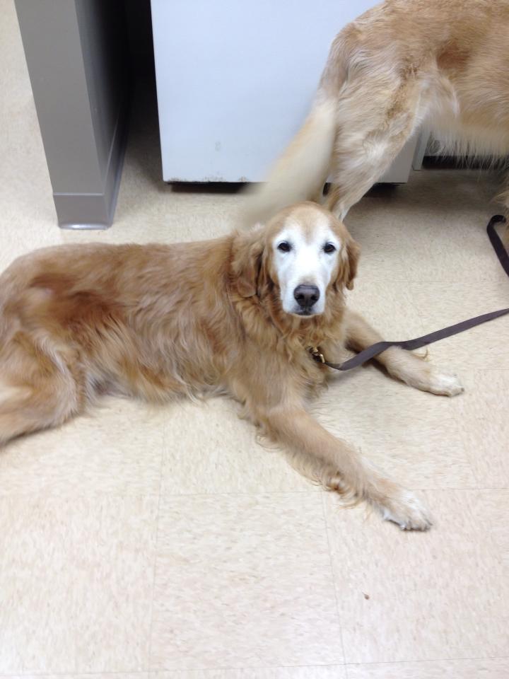 dog laying on ground